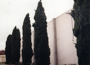 Italian Cypress