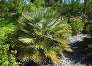 Mediterranean Fan  palm