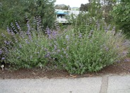 Purple or Gray Sage