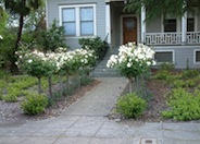 Tree Roses