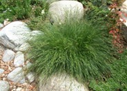 California Field Sedge