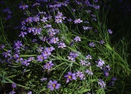 Blue Eyed Grass