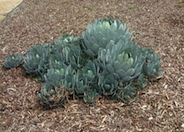 Huachuca Agave, Orange Century Plan