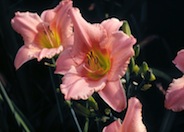 Judith Hybrid Daylily