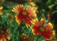 Monarch Blanket Flower