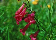 Garden Penstemon 'Cherry glo'