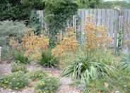 Kangaroo Paws, Green