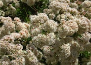 California Buckwheat