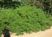 Centennial Coyote Brush