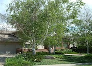 White Birch, European White Birch