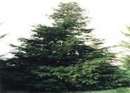 Port Orford Cedar, Lawson Cedar