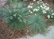 Blue Fescue, Blue Fescuegrass