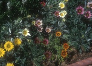 Hybrid Gazanias