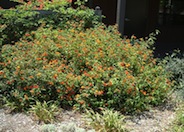 Radiation Orange Lantana