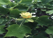 Tulip Tree