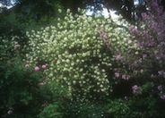 Double Flower Mock Orange