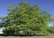 London Plane Tree