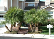 Pygmy Date Palm, Roebelin Palm