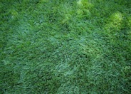 Tall Fescue, Marathon (turf blend)