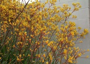 Kangaroo Paw 'Yellow'