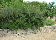 Ken Taylor Trailing Rosemary