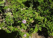 Lavender Starflower