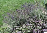 Hidcote English Lavender