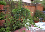 English Ivy