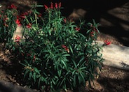 Red Mexican Lobelia