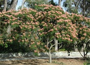 Silk Tree, Mimosa Tree