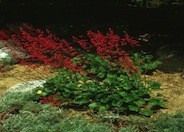 South Western Coral Bells