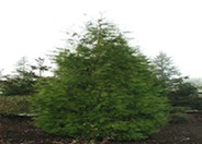 Incense Cedar