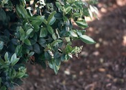 Waxleaf Privet