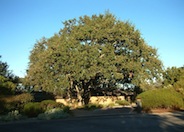 Coast  Live Oak