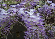 Chinese Wisteria