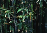 Giant Timber Bamboo