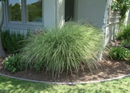 Morning Light Silver Grass